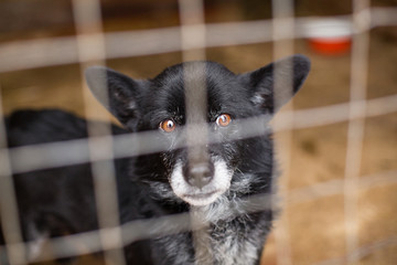 the homeless dog behind the bars looks with huge sad eyes with the hope of finding a home and a host