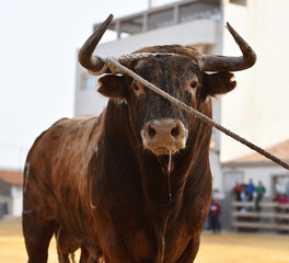 bull in spain