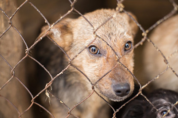 the homeless dog behind the bars looks with huge sad eyes with the hope of finding a home and a host