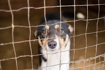 the homeless dog behind the bars looks with huge sad eyes with the hope of finding a home and a host