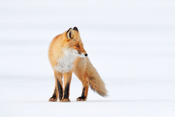 Red fox in white snow. Beautiful orange coat animal nature. Wildlife Europe. Detail close-up...
