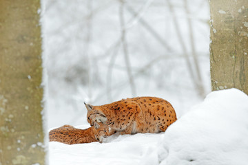 Mother with young, wild cat family. Lynx in nature wildlife habitat. Two cat, trees snow. Lynx in snow forest. Eurasian Lynx in winter. Wildlife scene from Czech nature. Snowy cat in nature habitat.