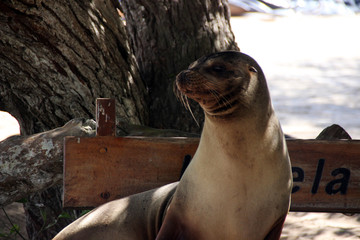 Seelöwen in der freien Wildbahn auf den Galapagos Inseln