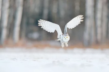 Fotobehang Sneeuwuil Witte sneeuwuil vlieg. Mooie vlieg van sneeuwuil. Sneeuwuil, Nyctea scandiaca, zeldzame vogel die in de lucht vliegt. Winteractiescène met open vleugels, Finland. Witte uil in vlieg, landend. Lariks winterbos.