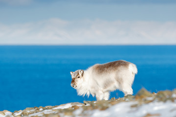Winter Svalbard. Wild Reindeer, Rangifer tarandus, with massive antlers in snow, Svalbard, Norway....