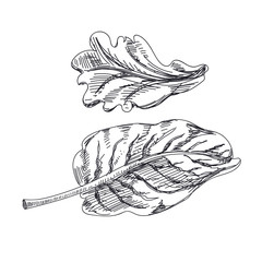 Beautiful vector hand drawn vegetables Illustration. 