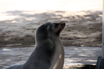 Seelöwen in der freien Wildbahn auf den Galapagos Inseln