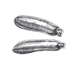 Beautiful vector hand drawn vegetables Illustration. 