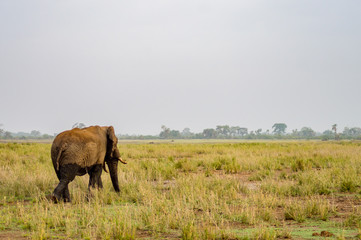 Fototapeta premium Huge elephant isolated on the trail in the savannah of Amboseli Park in Kenya