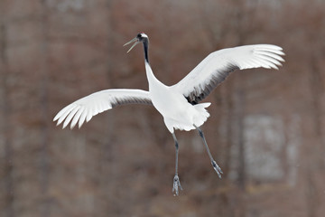 Obraz premium Wildlife scene from the winter Japan. Cold winter with big white flying bird. Crane in fly. Flying White bird Red-crowned crane, Grus japonensis, with open wing, with snow storm, Hokkaido, Japan.