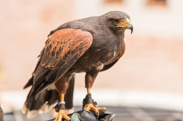Trained red winged buzzard