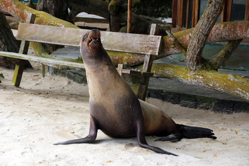 Seelöwen in der freien Wildbahn auf den Galapagos Inseln