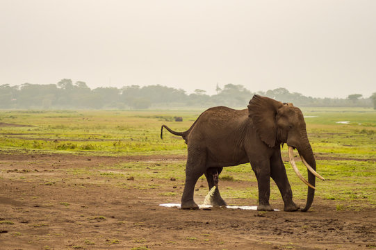 Fototapeta Elephant urinating in Amboseli Park in Kenya