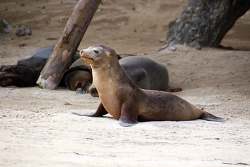 Seelöwen in der freien Wildbahn auf den Galapagos Inseln