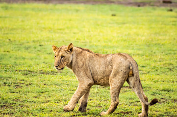 Fototapeta premium Lion lying in the grass gaggling mouth wide open in the savannah of Amboseli Park in Kenya