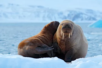 Mother with cub. Young walrus with female. Winter Arctic landscape with big animal. Family on cold ice. Walrus, Odobenus rosmarus, stick out from blue water on white ice with snow, Svalbard, Norway.