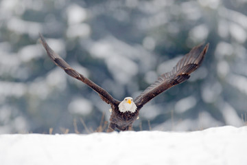 Eagle star. Bald Eagle, Haliaeetus leucocephalus, flying brown bird of prey with white head, yellow bill, symbol of freedom of the United States of America. Bald eagle fly with open wings. Snow winter