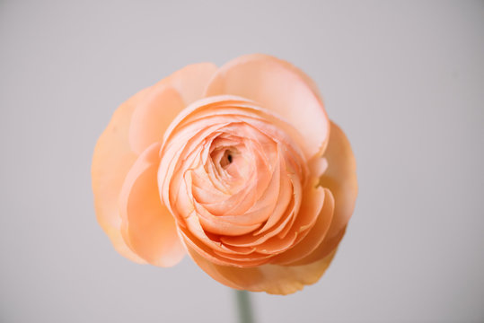 Tender peach coloured single ranunculus flower on the grey background, close up view