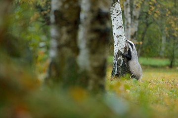 Badger in forest, animal nature habitat, Germany, Europe. Wildlife scene. Wild Badger, Meles meles, animal in wood. European badger, autumn pine green forest. Mammal environment, rainy day.