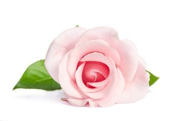 Beauty single pink rose lies isolated on white background