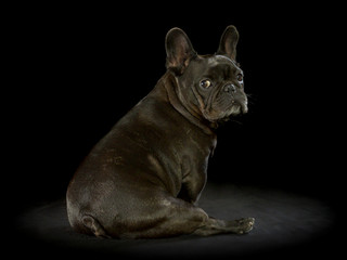 Französiche Bulldogge