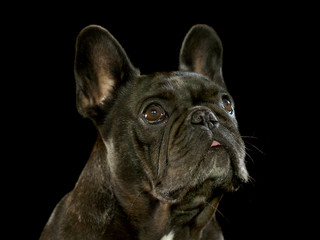 Französiche Bulldogge