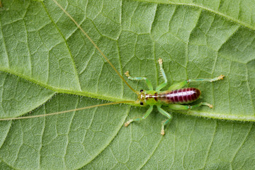 Image of cricket green on green leaves. Insect Animal.