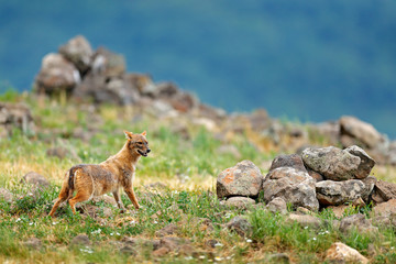Golden jackal, Canis aureus, feeding scene with grass meadow, Madzharovo, Rhodopes, Bulgaria. Wildlife Balkan. Wild dog behaviour scene, nature. Mountain animal run habitat. Jackal catch.