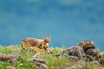 Golden jackal, Canis aureus, feeding scene with grass meadow, Madzharovo, Rhodopes, Bulgaria. Wildlife Balkan. Wild dog behaviour scene, nature. Mountain animal run habitat. Jackal catch.