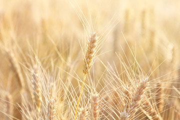 Dry stalk of wheat close up in sunlight