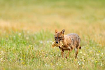 Golden jackal, Canis aureus, feeding scene with grass meadow, Madzharovo, Rhodopes, Bulgaria. Wildlife Balkan. Wild dog behaviour scene, nature. Mountain animal run habitat. Jackal catch.