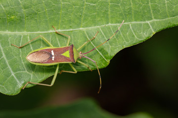 Image of green legume pod bug(Hemiptera) on a green leaf. Insect. Animal