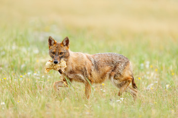 Golden jackal, Canis aureus, feeding scene with grass meadow, Madzharovo, Rhodopes, Bulgaria. Wildlife Balkan. Wild dog behaviour scene, nature. Mountain animal run habitat. Jackal catch.