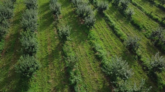 Flying over rows of fruit trees growing in orchard. Aerial drone shot