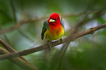 Red-headed Barbet, Vera Blanca, Costa Rica, exotic grey and red mountain bird,  Wildlife scene from nature. Birdwatching in South America. Beautiful bird from tropic forest. Barbet in the habitat.