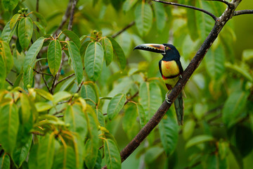 Collared Aracari, Pteroglossus torquatus, bird with big bill. Toucan sitting on the nice branch in the forest, Boca Tapada, Costa Rica. Nature bird, travel in central America. Toucan green habitat.