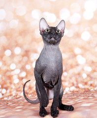 Obraz premium cat in the gold