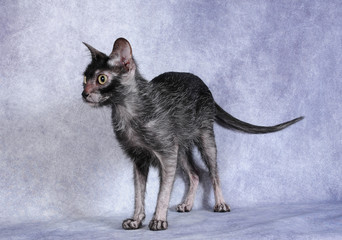 werewolf cat in the studio