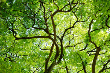 光に照らされた木々