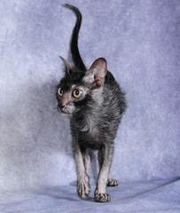 werewolf cat in the studio