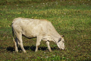 Image of a cow in the green meadow. Animal farm.