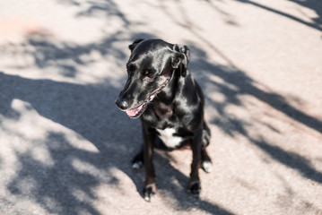 Fotografía de un perro mezcla de labrador y setter de color negro sentado