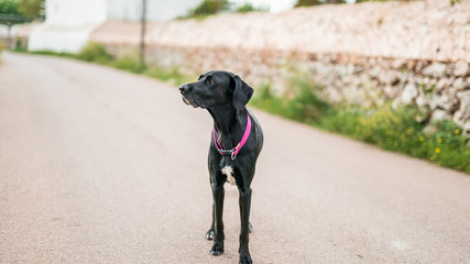Fotografía de un perro mezcla de labrador y setter de color negro 