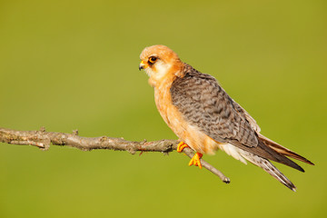 Red-footed Falcon, Falco vespertinus, bird sitting on branch with clear green background, cleaning plumage, feather in the bill, animal in the nature habitat, Bulgaria, Europe. Summer nesting.