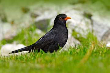 Black bird in green grass. Common blackbird, Turdus merula, green vegetation. Wildlife Europe.