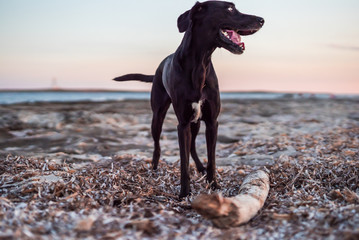 Fotografía de un perro mezcla de labrador y setter de color negro en una de las costas de Menorca...