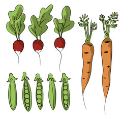 vector color green peas beans orange carrot red radish vegetable o white illustration sketch