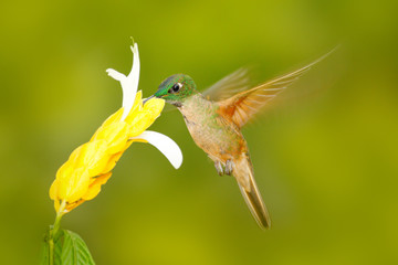 Hummingbird Fawn-breasted brilliant, Heliodoxa rubinoides, with yellow flower, clear green background, Ecuador. Wildlife scene from nature. Bird in fly, sucking nectar. Wild America.