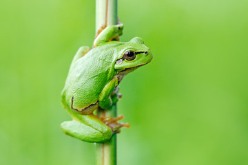 Obraz premium Rzekotka drzewna, Hyla arborea, siedzi na słomie trawy z jasnym zielonym tłem. Ładny zielony płaz w naturalnym środowisku. Dzika żaba na łące w pobliżu rzeki, siedlisko.