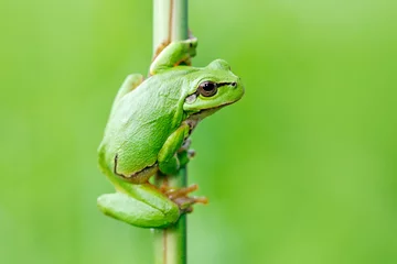 Möbelaufkleber Frosch Europäischer Laubfrosch, Hyla arborea, sitzt auf Grasstroh mit klarem grünem Hintergrund. Schöne grüne Amphibie im Naturlebensraum. Wilder Frosch auf Wiese nahe dem Fluss, Lebensraum.